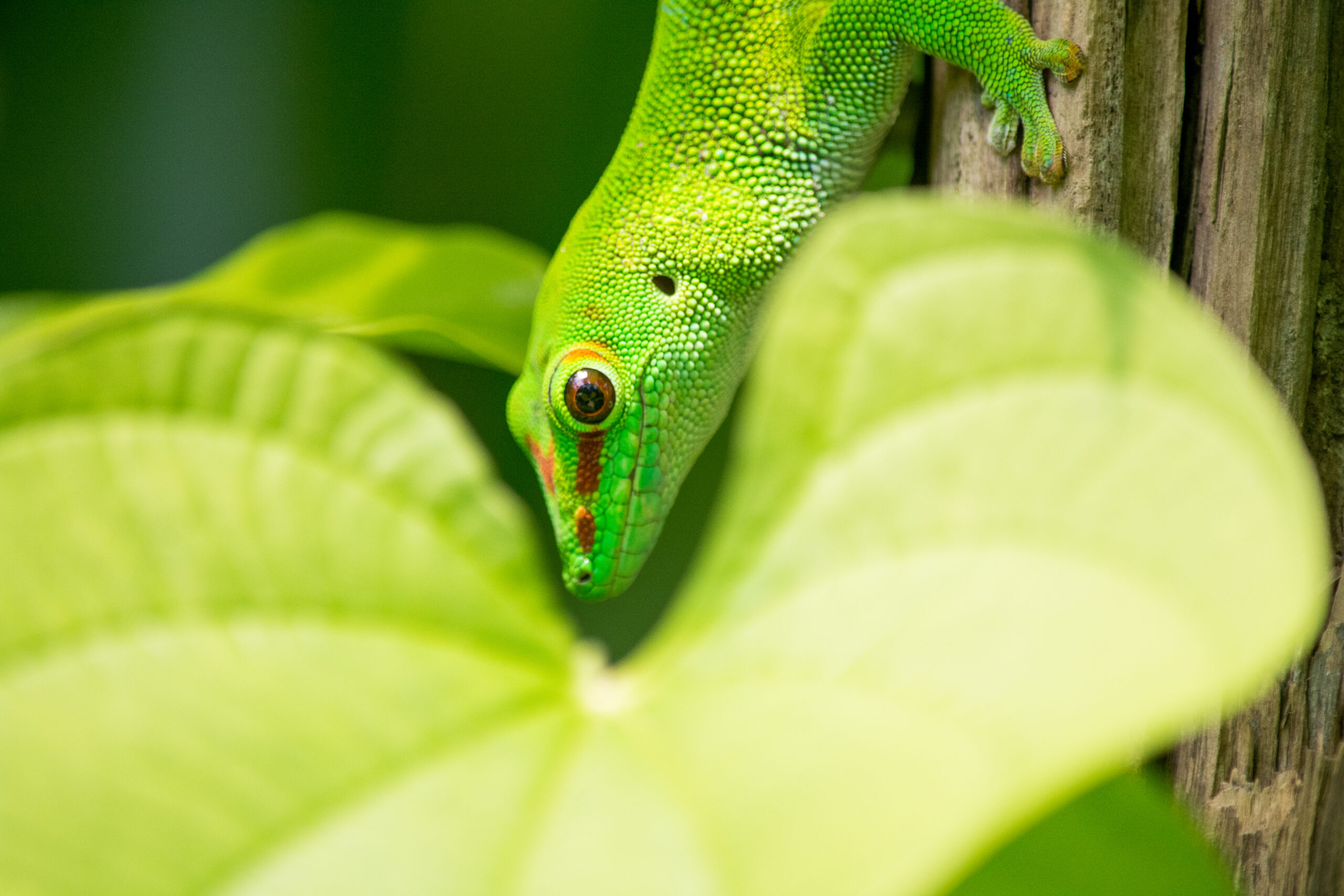 Gecko in einem Blatt