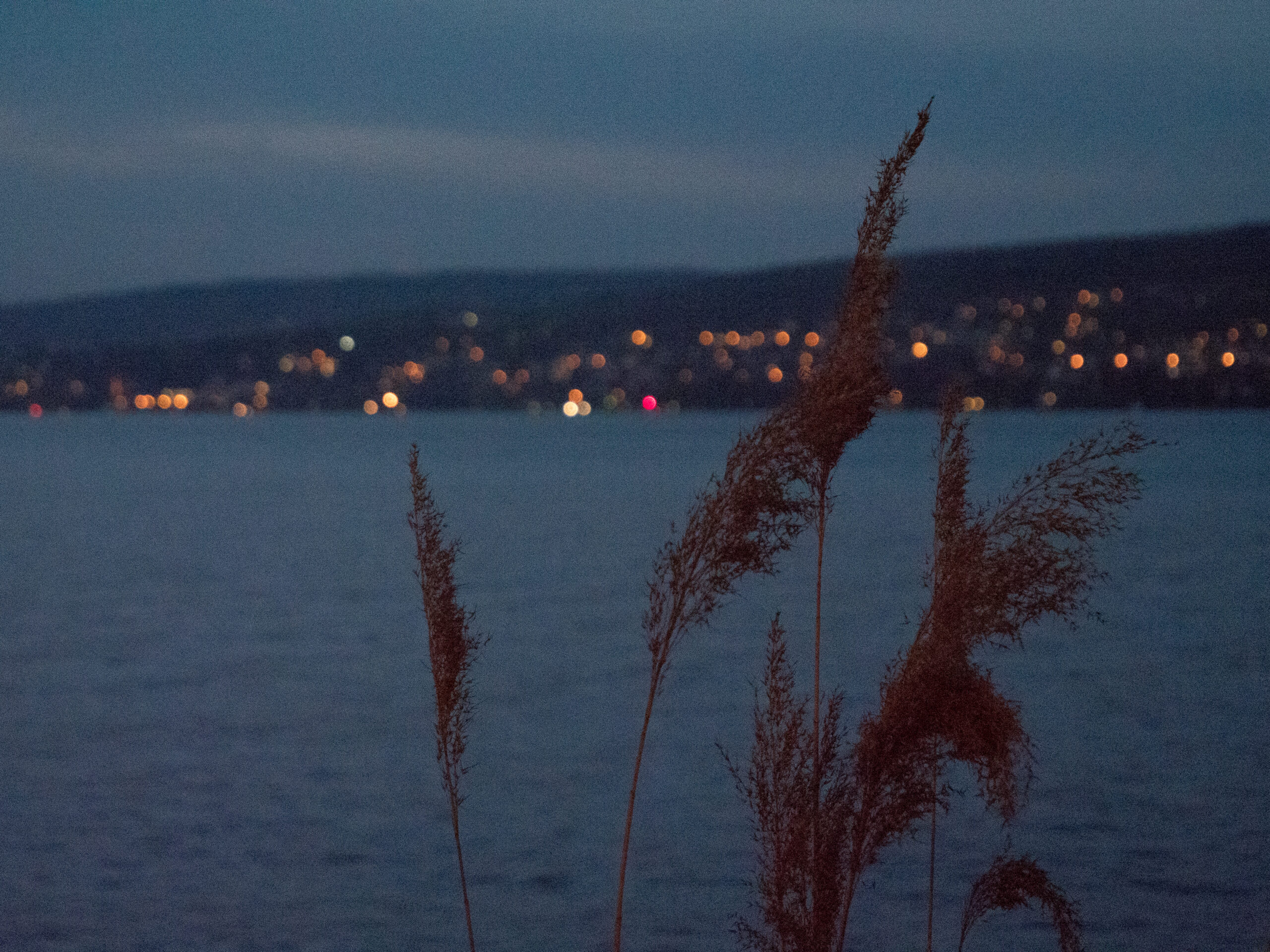 trockene Gräser vor Seelandschaft in Abendstimmung