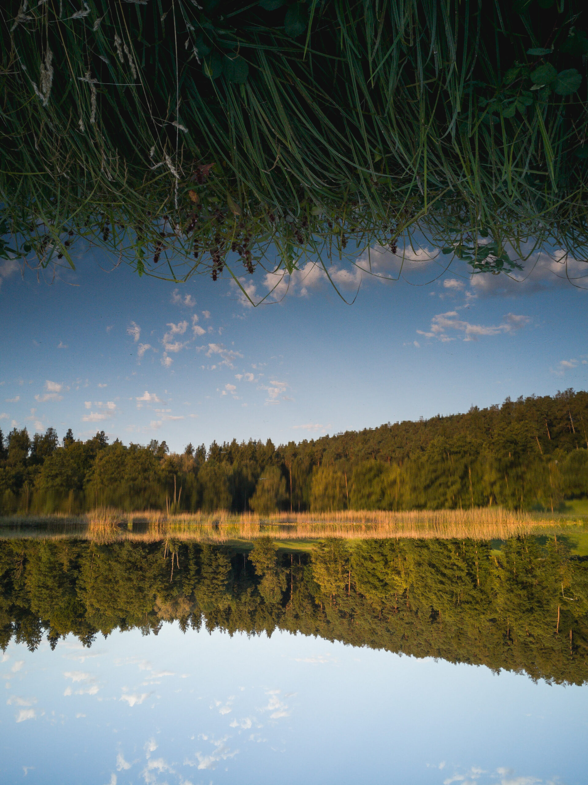 Spiegelverkehrte Ansicht eines Weihers im Spätsommer