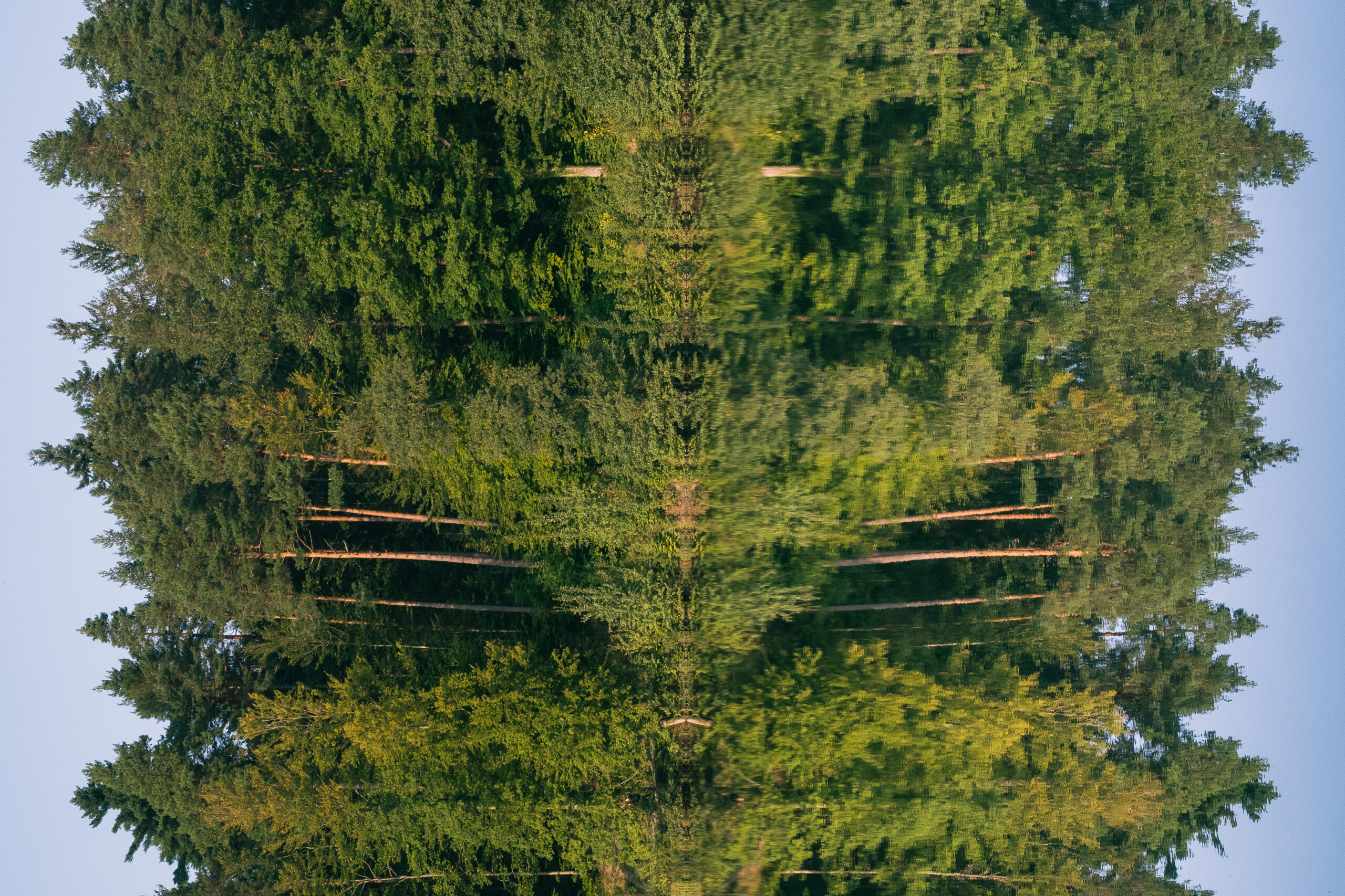 Wald, gespiegelt im Wasser eines Weihers, seitlich gedreht