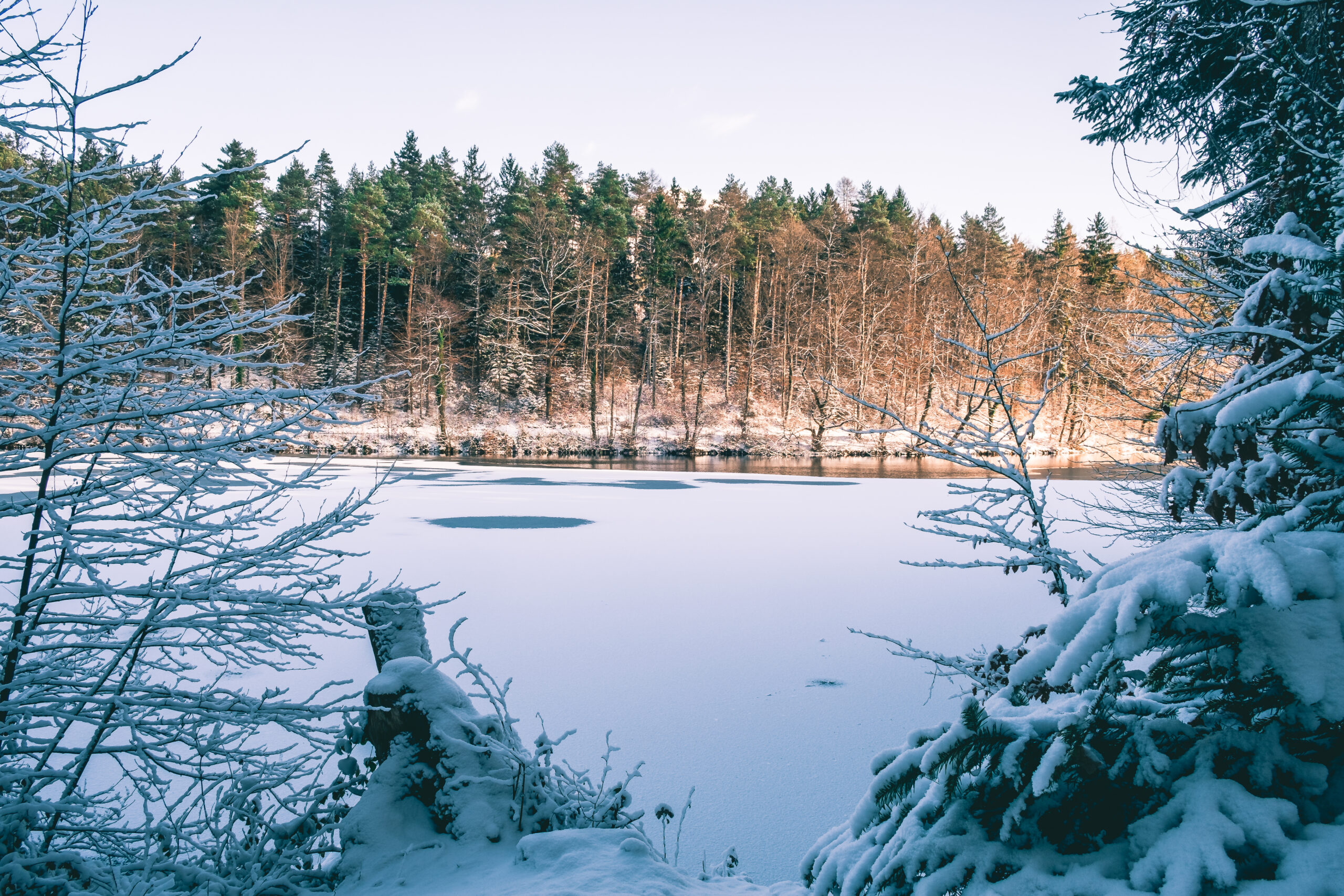 Gefrorener Weiher im Abendlicht mit verschneitem Wald bei Gattikon