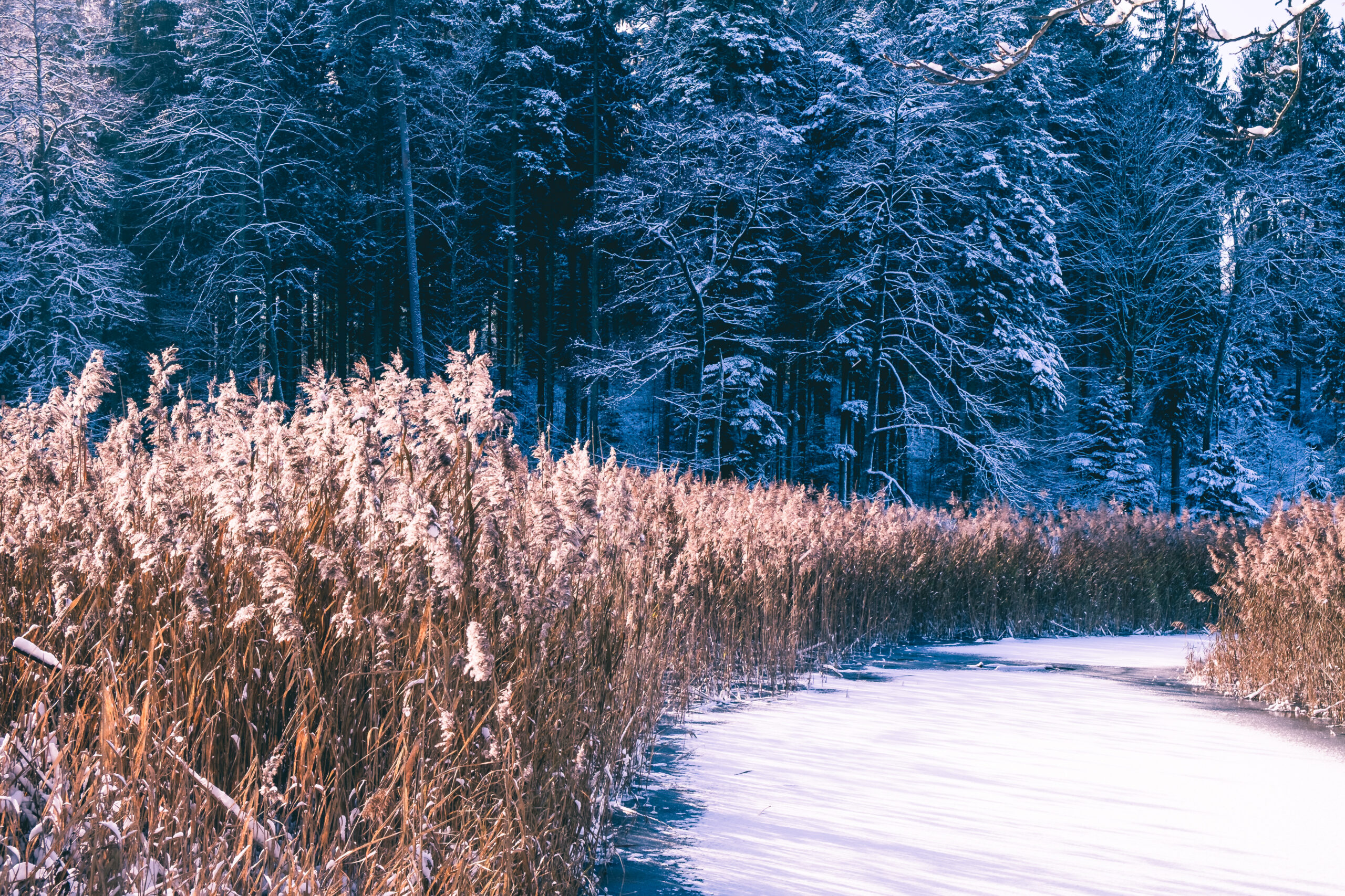 Gefrorener Weiher mit Schnee und Gräsern im Wald