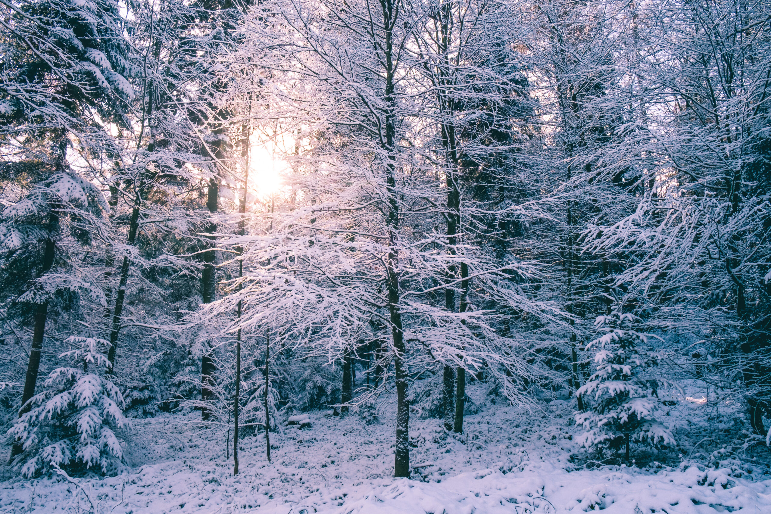 Verschneite Bäume mit Sonnenlicht durch die Äste