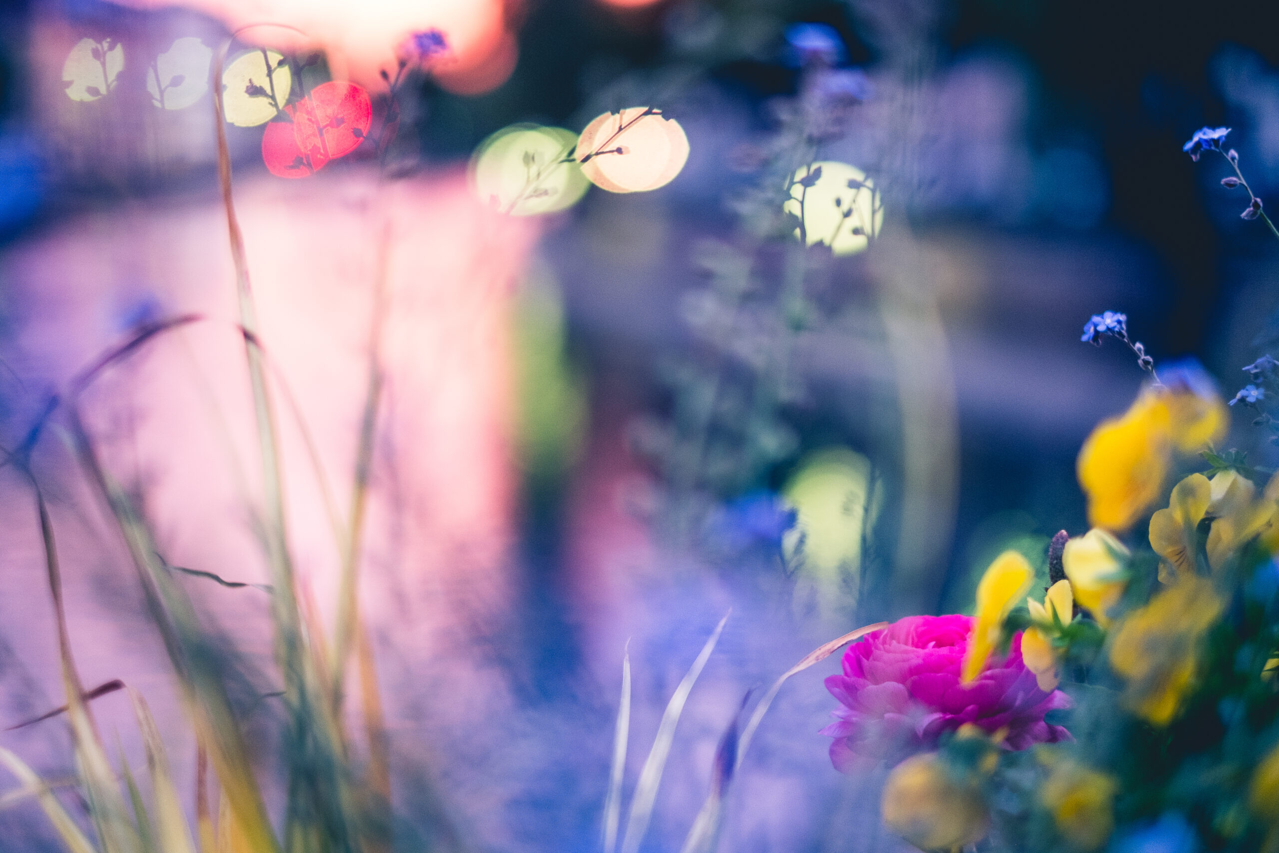 Nahaufnahme von Blumen in einer Kiste, mit abstraktem Bokeh durch Abendlicht und Strassenlaternen über einem Fluss