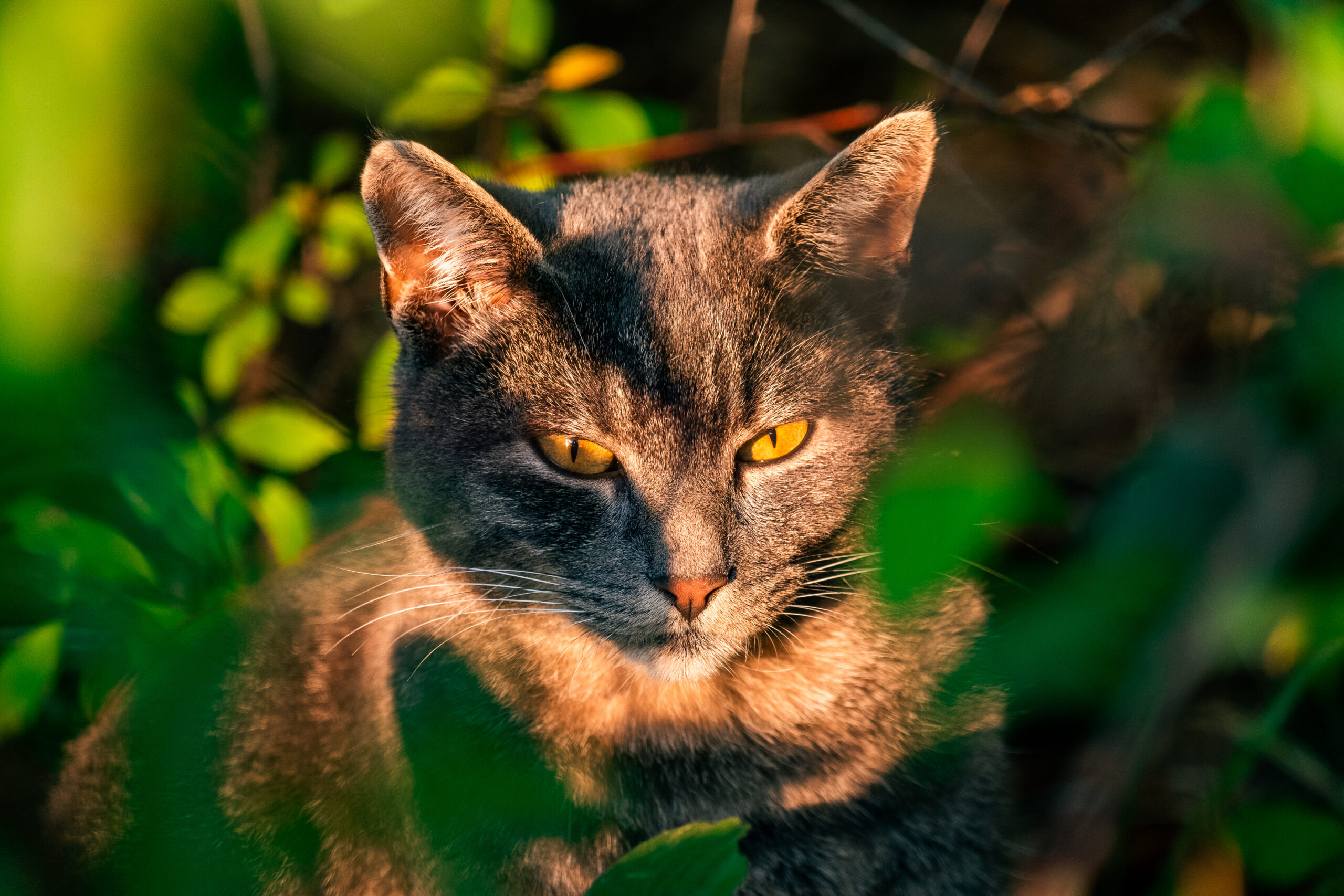 Katze in einem Gebüsch