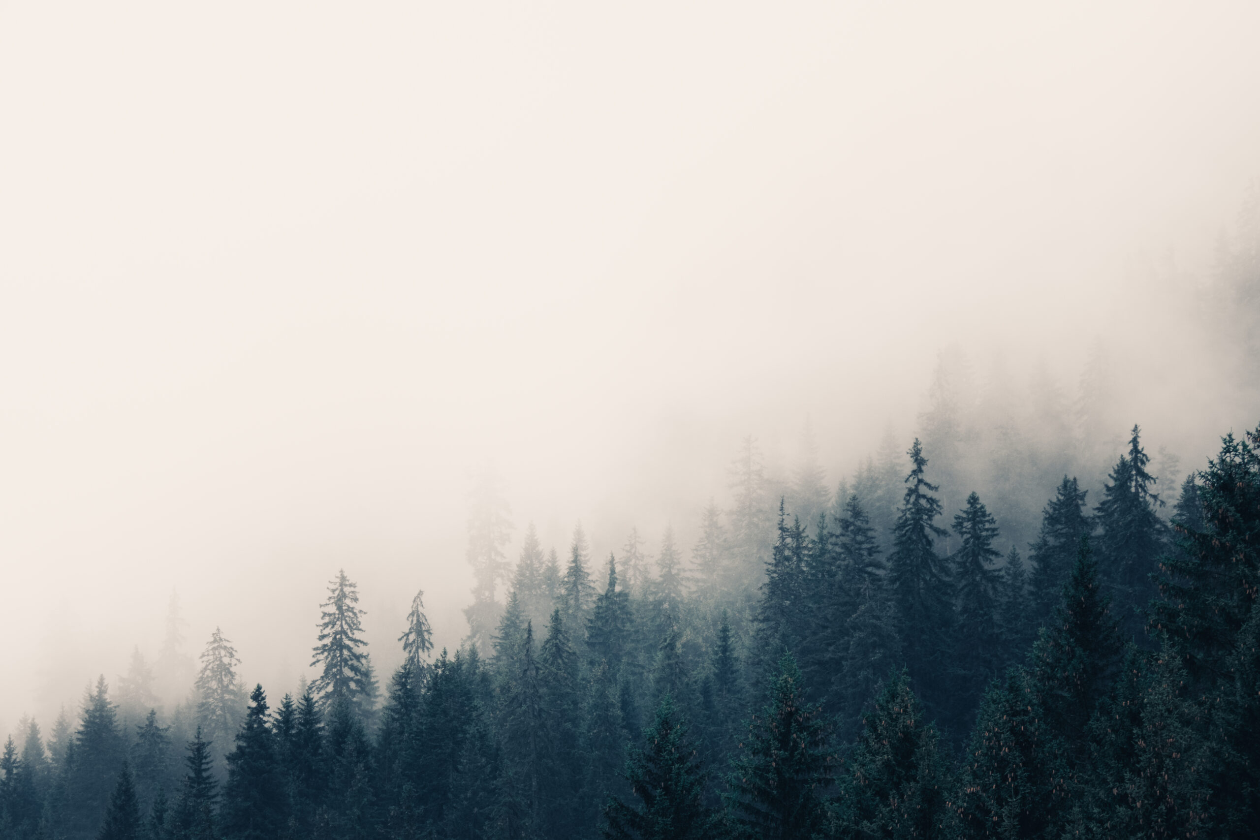 Neblige Landschaft mit Tannenwald