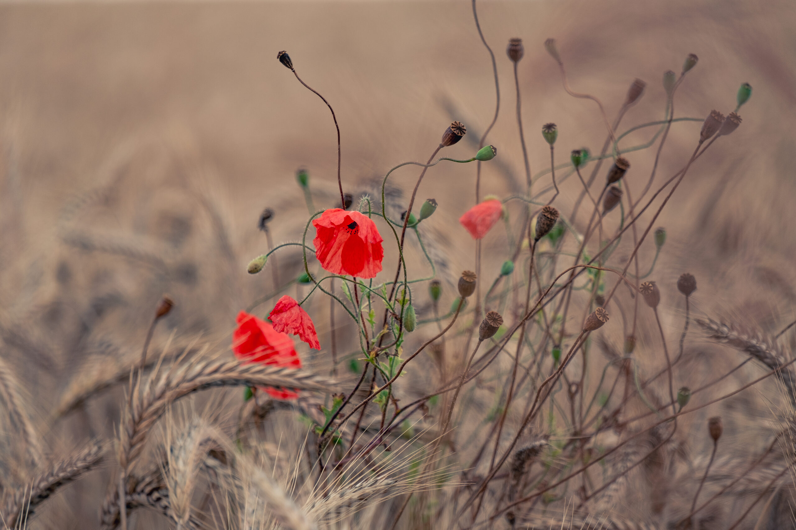 Mohnblumen in einem Kornfeld im Sommer