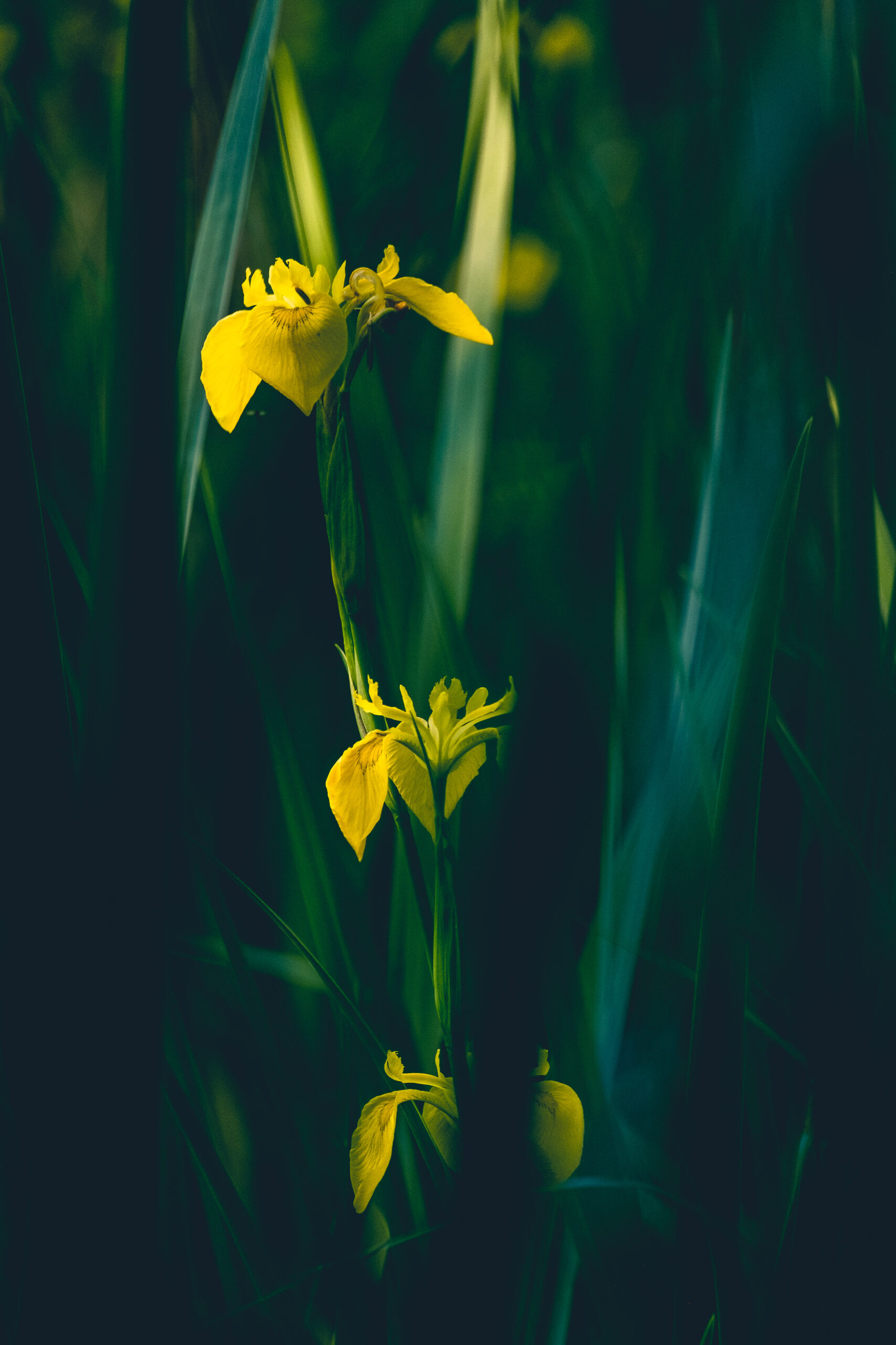 Gelbe Blumen in dunklem Gras