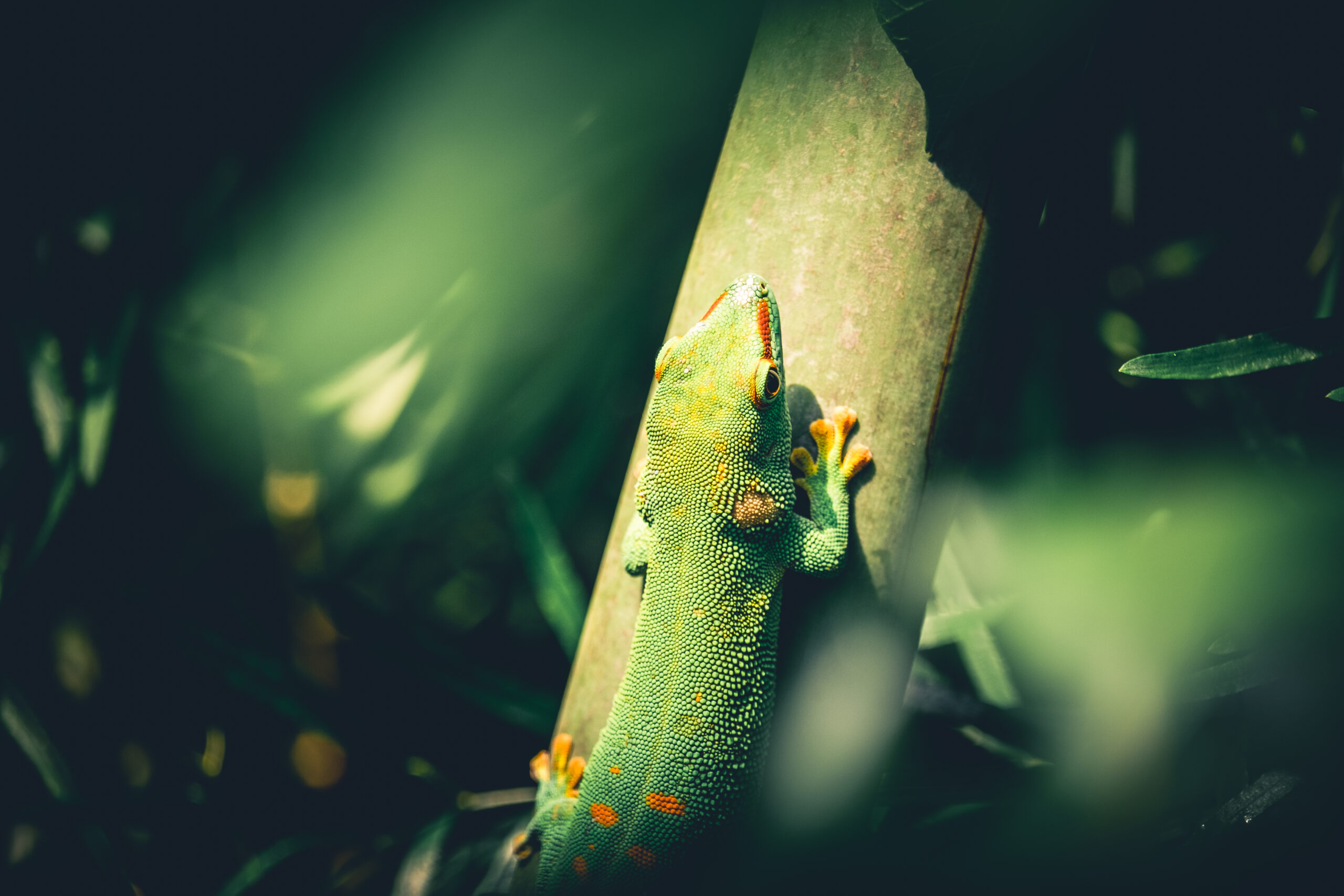 Gecko auf einem Stamm