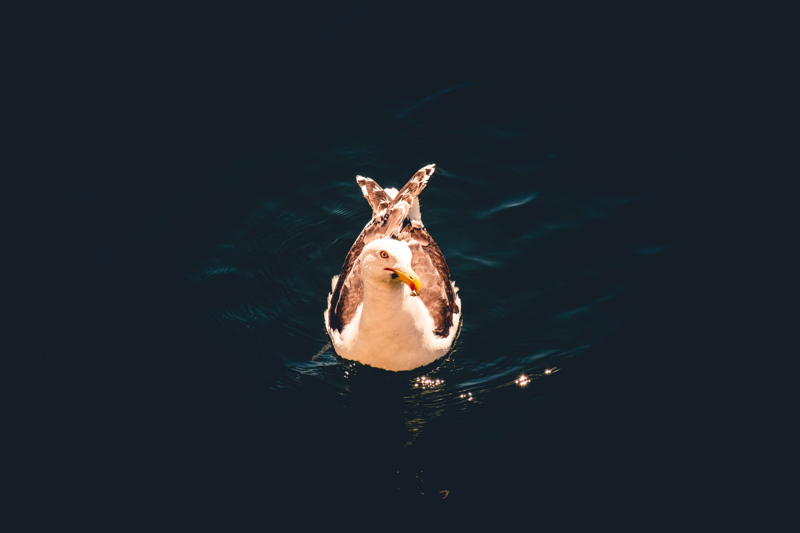 Möwe im Wasser schwimmend, schaut in Kamera