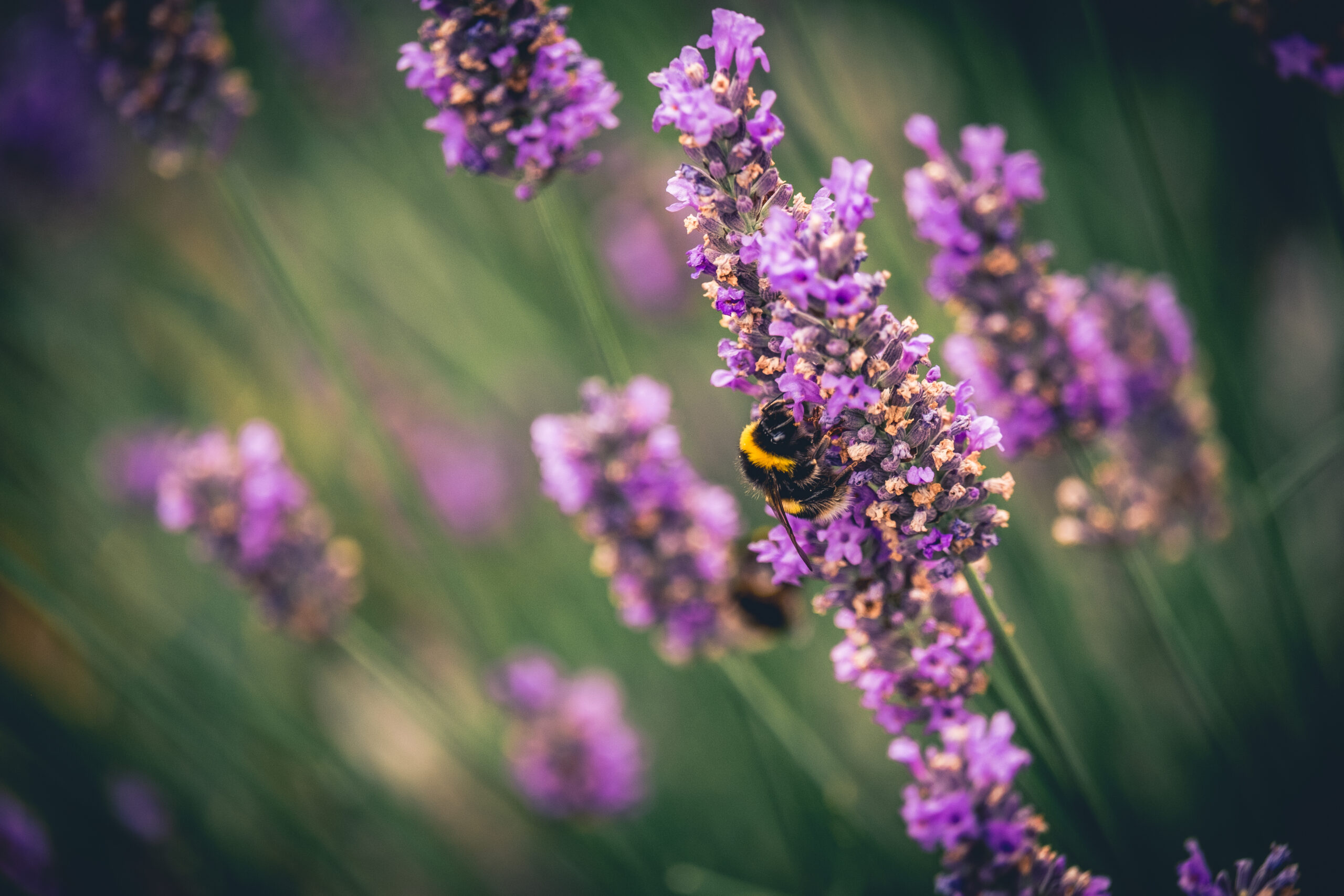 Hummel an Lavendelblüte