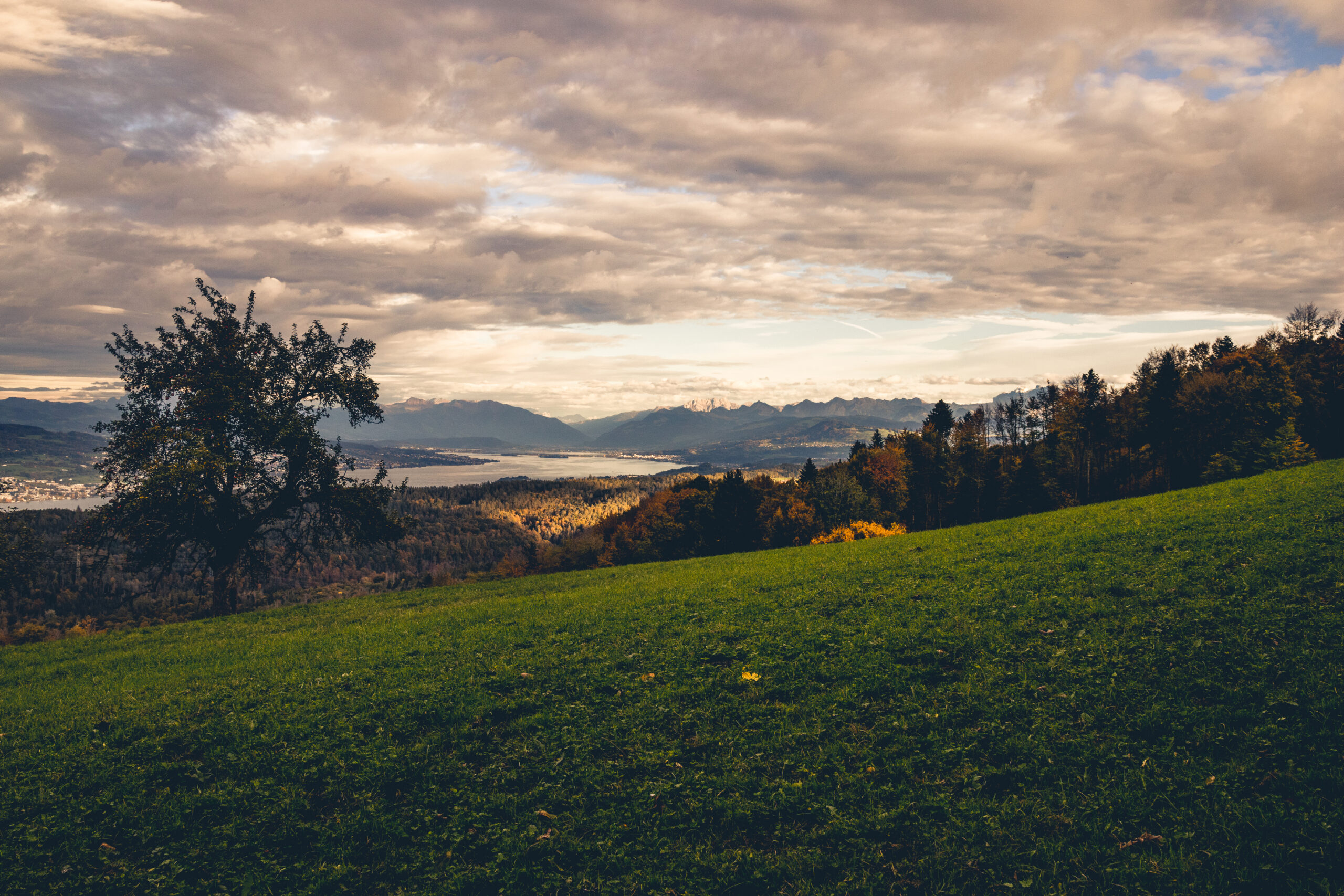 Herbstlandschaft auf dem Albispass mit Obstbaum im Vordergrund, Berge und Zürichsee im Hintergrund